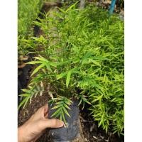 ราคา ไผ่ซางหม่น ปลอดสารเคมี (10602800680)