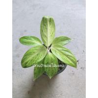 ราคา ต้นบัลลังค์เศรษฐี (Banlangsetthi) #ไม้เก่า อโกลนีมา ไม้มงคล (6080290291)