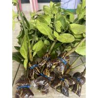 ราคา กิ่งตอนส้มโอทับทิมสยามแท้!!!!จากปากพนัง (13712708597)