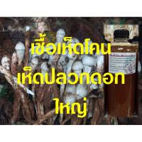 ราคา เชื้อเห็ดโคนปลวกดอกใหญ่ 1 ขวด ขนาด 500 ML. มีของแถมทุกออเดอร์ (15089842161)