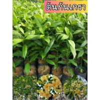ราคา ต้นกันเกรา ชุด 2 ต้น(ต้นเพาะเมล็ด) (25816011811)
