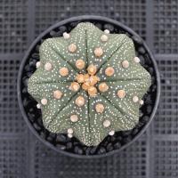 ราคา กระบองเพชร แอสโตรสตาร์เชฟ เว้าปลาดาว (8294779620)