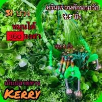 ราคา บ่วงดักนกกวัก ครืนนกกวักครืนอีลุม ครืนไก่ป่า บ่วงแขวน ครืนแขวน 31 บ่วง(เขียว)บ่วง 4.5 นิ้ว พร้อมส่ง มีเก็บปลายทาง (7858667565)