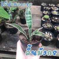 ราคา ต้นลิ้นมังกร ลิ้นมังกร ไม้ฟอกอากาศ (11523657427)