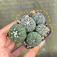 ราคา NEW❤️ แอสโตไฟตัม พอต 4-5 ต้นกระบองเพชร แคคตัส cactus ไม้อวบน้ำ (20884546210)