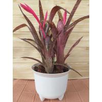 ราคา หน่อตัดสดสับปะรดสีBillbergia.pixie(ขายแยกหน่อ) (16633799485)
