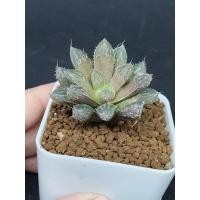 ราคา Hawothia ฮาโวเทีย ต้นหยดน้ำ สีสวย พร้อมกระถาง (5658844874)