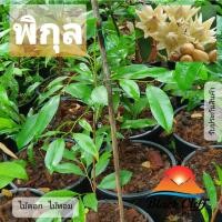 ราคา ต้นพิกุล พิกุล ไม้ดอกสีม่วง สวนเขาหมาก ไม้ยืนต้น ไม้เศรษฐกิจ ไม้มีค่า ไม้ดอก (4492486014)