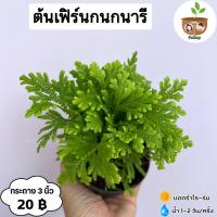 ราคา ต้นเฟิร์นกนกนารี จัดส่ง 2 ต้นขึ้นไป คละแบบได้ (23612308208)
