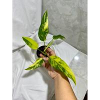 ราคา Philodendron domesticum var/Philodendron domesticum (15599837488)