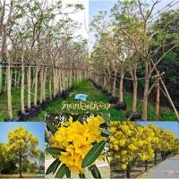 ราคา ต้นเหลืองปรีดียาธร ตะเบ (4201952716)