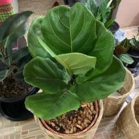 ราคา ไทรใบสัก ต้นไม้ฟอกอากาศ (3736194008)