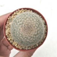 ราคา แมมมิลาเลีย เลนต้า Mammillaria lenta ไม้เมล็ดขนาด4 ซม. ภาพสุดท้ายตัวอย่างดอกค่ะ (7915544714)