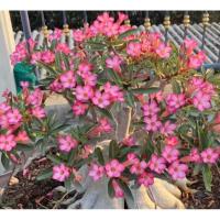 ราคา คุณรู้จักพันธ์ยักไหม๊ ❤️ ชวนชมพันธุ์ยักลพบุรี ส่งทั้งกระถาง 8️⃣.5️⃣นิ้ว ดอกดกโคนใหญ่ ราชินีพันดอกเป็นยักษ์ทรงพุ่ม (22236623552)