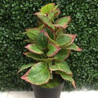 ราคา ต้นฤาษีผสมประดิษฐ์ ตกแต่ว (6336861252)