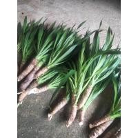 ราคา ต้นจันผา ตัดแบ่งออกจากต้นหลัก ขายเป็นกิ่ง (9984921387)