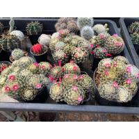 ราคา แมมขนนกเหลือง Mammillaria schiedeana (22411204206)