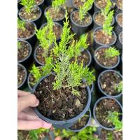 ราคา สนชิมปากุ อิโตอิกาว่า สายพันธุ์แท้ แม่พันธุ์นำเข้าจากญี่ปุ่น (17896246497)