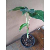 ราคา เสน่ห์จันทร์ขาว ไม้มงคล (10657130314)