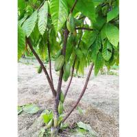 ราคา ต้นกล้าโกโก้1 ต้นถูกที่สุดสูงประมาณ 20ซม..ขายถูกที่สุด❣️ (25552509304)