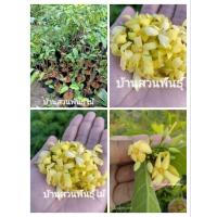 ราคา ต้นโมกเหลือง ต้นโมกน้ำผึ้ง ต้นกิ่งชำ สูง 60-80 ซม. (18345028523)