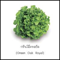 ราคา เมล็ดกรีนโอ๊ครอยัล (Green Oak Royal) 100 เมล็ด [10 แถม 1 คละได้] (14559851063)