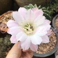 ราคา Echinopsis 1 อิชินอปซิส กระบองเพชร แคคตัส (6554672141)