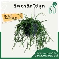 ราคา ริพซาลิสไข่มุก ในกระถาง 4 นิ้ว Mistletoe Cactus (13389820292)
