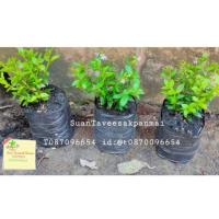 ราคา ต้นหลิวดอกสีม่วง ต้นหลิวใต้หวัน ราคา 5 บาท ขั้นต่ำ10ต้นค่ะ (7232975547)