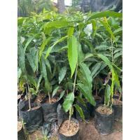 ราคา ( พร้อมส่ง ‼️ ) ต้นอโศกอินเดีย ไม้มงคล รูปทรงปิรามิด 2 ต้น 99 บาท (28852004470)