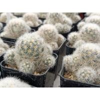 ราคา คามิเน่ขาว Mammillaria Carmenae (11738898238)