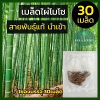 ราคา เมล็ดไผ่โมโซ เมล็ดพันธุ์ไผ่โมโซ 30เมล็ด เมล็ดไผ่ ไผ่โมโซ moso bamboo Phyllostachys edulis (6868726716)