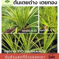 ราคา เตยทอง เตยด่าง ปลูกง่ายเสริมมงคล (7144762209)