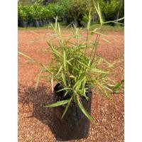 ราคา ต้นไผ่เงิน หรือ ไผ่แมว ต้นหญ้าเเมว ไผ่แมวกิน ปลูกเป็นไม้ประดับได้ (24466702666)