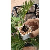ราคา อินทรีย์็ด ถูก็ด ต้นปรงญี่ปุ่น ปรงญี่ปุ่นแคระ Cycas revoluta Thunb ขนาดจิ๋ว 10-15 เซนติเมตร ขนาดเล็ก โตช้า ทน แล หญ้า (22431003202)
