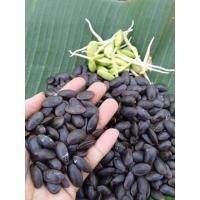 ราคา เม็ดเหรียง เม็ดเหรียงเพาะ เม็ดเหรียงบรรจุ200กรัมได้หน่อหรียงเพาะ300-400กรัม เม็ดเหรียงสำหรับเพาะเป็นหน่อเหรียง ประจำปี65 (12089470647)