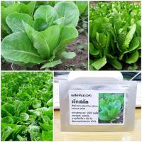 ราคา ผักสลัด ปารีสไอแลนด์ - Parris Island Cos Romaine Lettuce บรรจุชุดละ 1000 เมล็ด (7834876249)