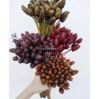 ราคา กระถินทุ่ง ดอกหญ้าแห้ง หญ้าแห้ง ดอกไม้แห้ง (21372946196)