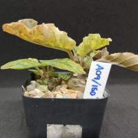 ราคา มะพร้าวทะเลทรายใบกลมด่าง(dorstenia) (13596864931)