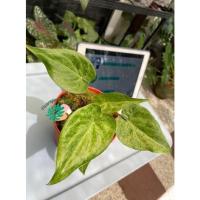 ราคา ต้นกวักใบโพธิ์ด่างขาว (12405031834)