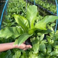 ราคา ♦◈☎ต้นเฟิร์นข้าหลวง กระถาง 4 นิ้ว ต้นไม้มงคล ต้นไม้ประดับ (8073498669)