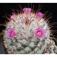 ราคา บอมไบเซียน่า mammillaria bombycina กระถาง 2 นิ้ว (17639385825)