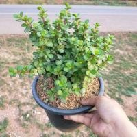 ราคา คราสซูล่าหรือต้นใบเงิน (6533414887)