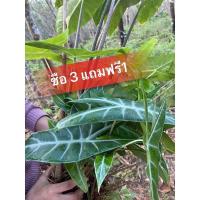 ราคา ว่านพญางูจงอาง/พญาจงอาง/บอน (13920746243)