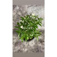 ราคา พุดศุภโชค ส่งพร้อมกระถาง5.5นิ้ว ติดดอกทุกต้น (6395724342)