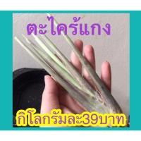 ราคา ตะไคร้แกง❤️ตะไคร้อินทรีย์100%#ปลูกเองธรรม (4331695174)