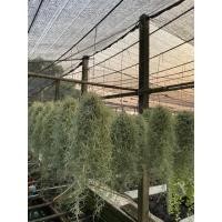 ราคา หนวดฤาษีต้นเคราฤาษีแขวนลวดไซส์ใหญ่ ความยาว 45 เซนขึ้นไป เคราฤาษีกันฝุ่น กรองอากาศ (7918253523)