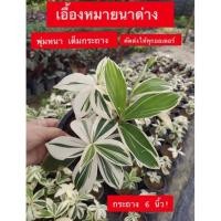 ราคา เอื้องหมายนาด่าง 199฿ (4834067692)