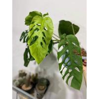 ราคา Monstera dubia ร่าง3 ( มอนสเตอร่า ดูเบีย)ไม้ฟอกอากาศ (7083241729)