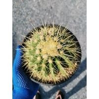 ราคา ถังทอง 1 ต้น Cactus แคคตัส กระบองเพชร ไม้อวบน้ำ ราคาถูก​ (9568798755)